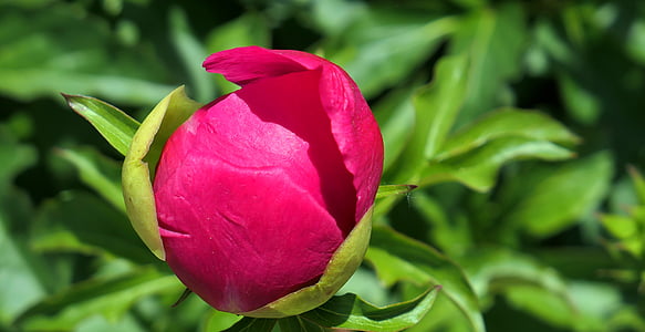 peony, blossom, bloom, flower, pink, nature, spring