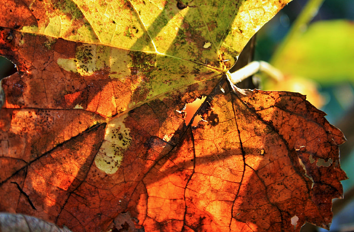 rausva lapų, lapų, vynuogių, vynuogių, senas, sausas, rudos spalvos