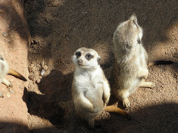 Meerkat, ogród zoologiczny, Afryka