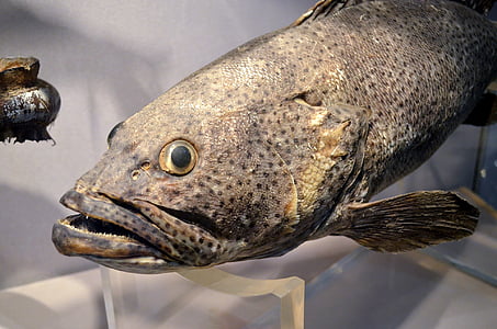 ryby, tvár, ryby tvár, zviera, preparátorské, displej, múzeum
