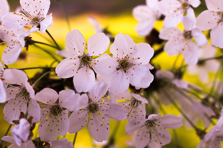 Cherry blossom, Smuk, natur, forår, Blossom, japansk, PETAL