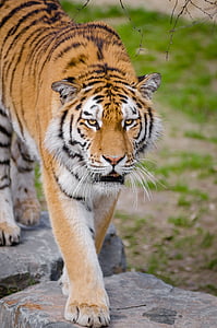 animale, grande gatto, Safari, tigre, gatto selvatico, fauna selvatica, Zoo di