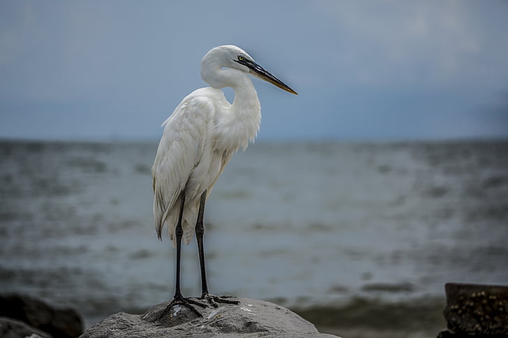 baltasis garnys, baltas paukštis, paplūdimys, Laukiniai gyvūnai, Meksikos įlanka
