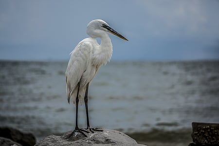 ερωδιός, λευκό πουλί, παραλία, άγρια φύση, στον κόλπο του Μεξικού