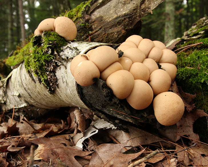 mushrooms, fungi, forest, woods, decaying, log, fallen