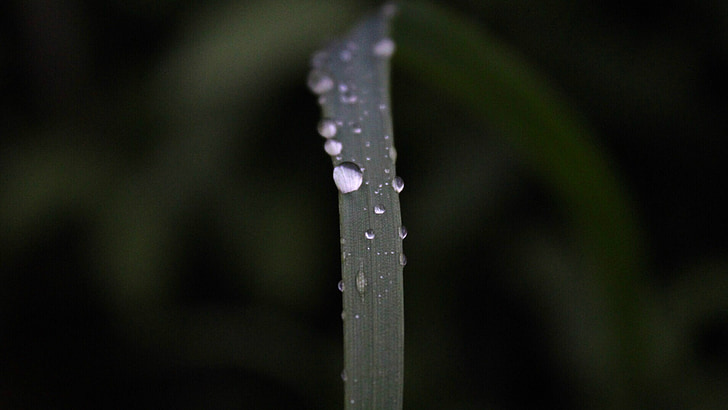 irisl, waterdrops, aliciapcd, leaf, nature, drop, plant