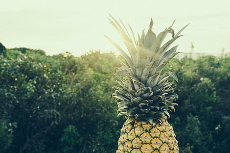 Ananas, Foto, ovoce, strom, Palma, tropické podnebí, žádní lidé