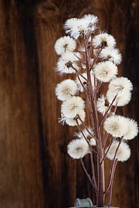 butterbur, petasites, composites, forest flower, dandelion, white, plant