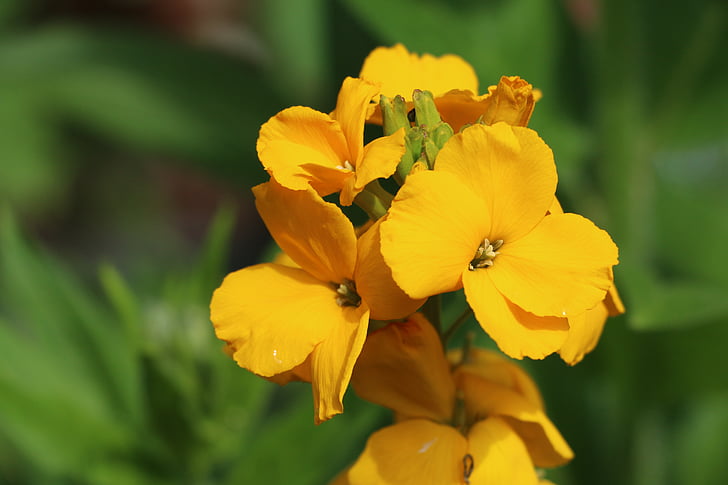 flowers, flower, yellow, summer, garden plant