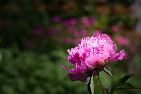 kukka, Blossom, Bloom, vaaleanpunainen, vaaleanpunainen kukka, Pioni, Puutarha