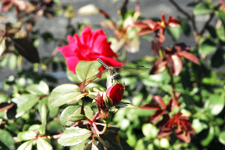 Rose, Dragonfly, n, narave, vrt, rastlin, rdeča