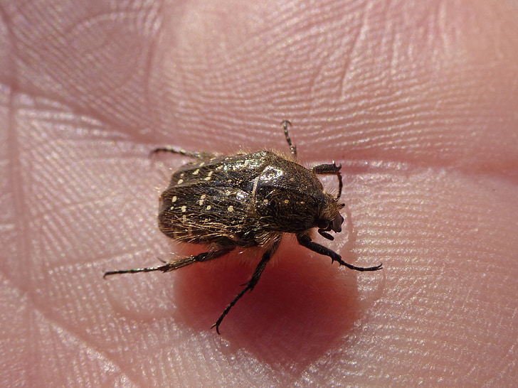 oxythyrea funesta, bille, Coleoptera, hånd, hårete bille