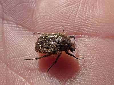 oxythyrea funesta, Escarabajo de la, coleóptero, mano, Escarabajo peludo