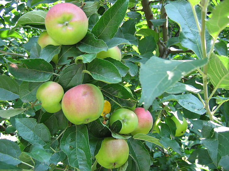 apel, buah, pohon apel, musim panas, organik, sehat, pertanian