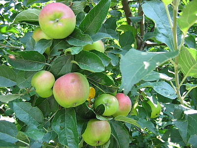 pomes, fruita, pomera, l'estiu, Orgànica, Sa, l'agricultura