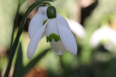 one, snowdrop, spring, morning, white, blossom, bloom