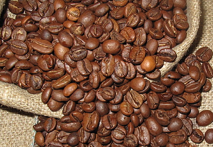 kohvi, Arabica, taim, puu