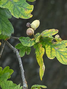 oak, acorn, leaf, nature, oak fruit, leaves, branch