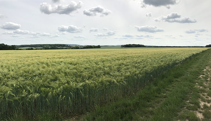cloud, wheat, field, agriculture, rural, epi, peace