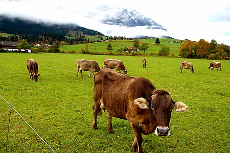 牛, チロル, alm, オーストリア, 自然, 農業