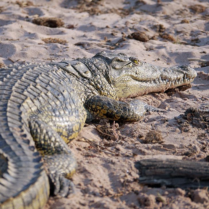 krokodilas, Afrika, pavojingas, Botsvana, roplių, Safari
