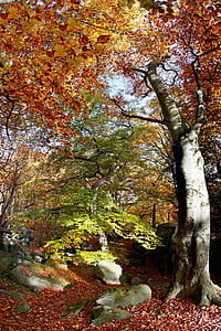 faggio, foresta, autunno, natura, albero, luce, foglie di autunno