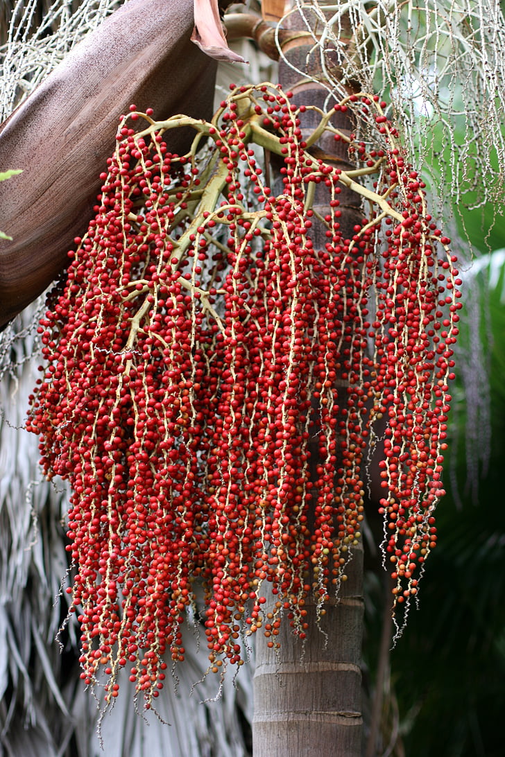 palm, branch, ripe red seeds, trunk, archontophoenix cunninghamiana, park, new zealand