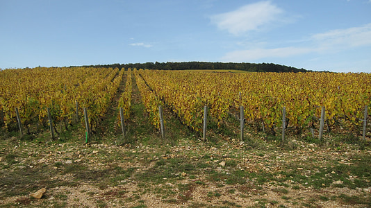 rinteillä, Corton, syksyllä, viiniköynnösten
