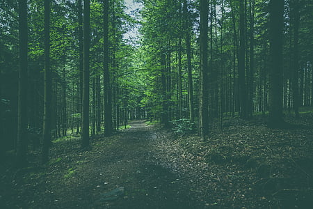 forest, nature, outdoors, path, trees, woods