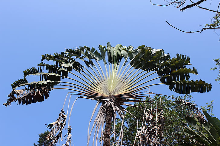 Palmový list, dlaně, Palma, exotické, Tropical, závod, listy