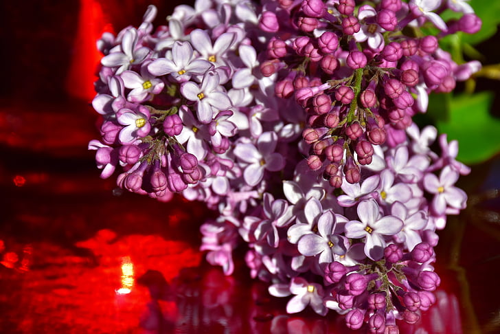 lilac, ornamental shrub, flowers, blossom, bloom, plant, tree