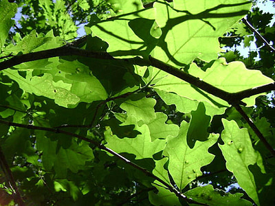 mùa hè, cây, cây, lá, màu xanh lá cây, ánh sáng, Thiên nhiên