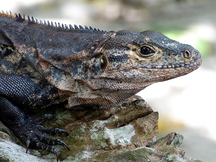 iguana, reptilă, galben, negru, Costa Rica
