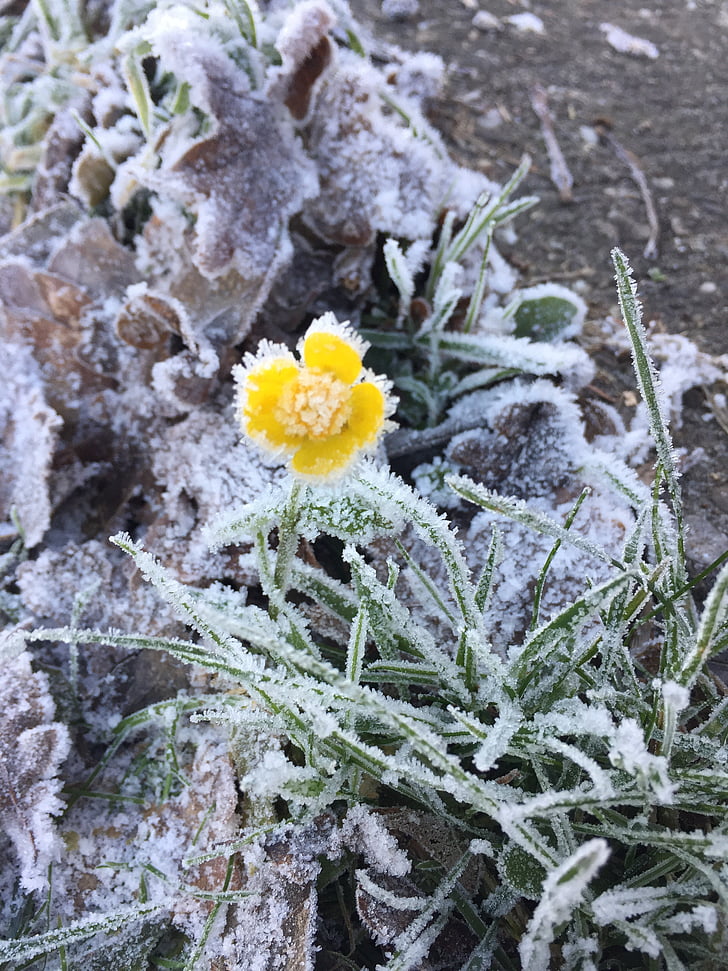 flower, nature, frost, bloom, snow, winter, ice
