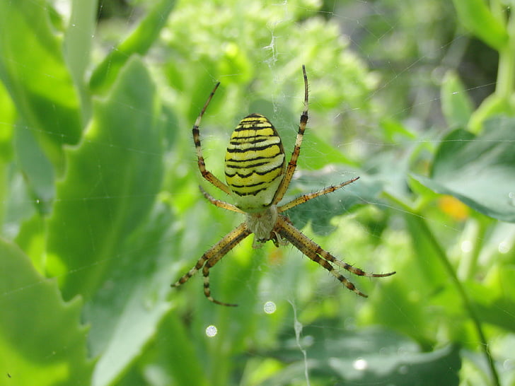 zebraspinne, людина-павук, Тигр павук, WASP-павук, сад, Природа, тварини