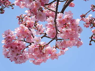 kirsebær, samusakura, forårsblomster, forår i japan, kirsebærblomster, forår, plante