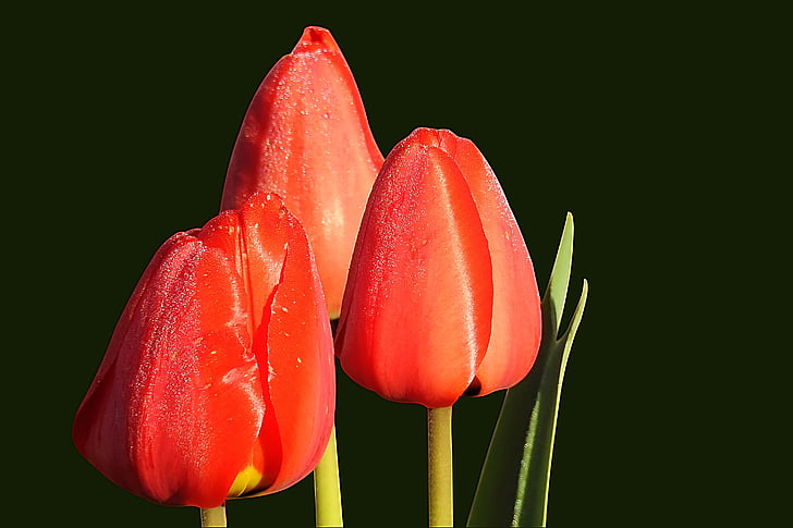Tulip, merah, musim semi, alam, mekar