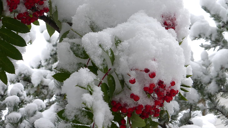 bobule mountain ash, sneh, zimné, červená, strom, za studena