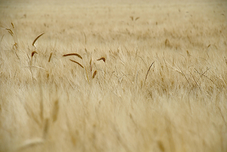 pšenica, pole, jar, obilniny, vidieka, kukuričnom poli, pokoj