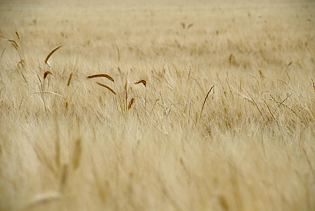 пшеница, поле, Пролет, зърнени култури, селски, царевицата, спокойствие