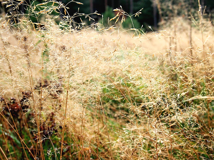 Heide, трева, слънце, слънчева светлина, елфи, ливада, природата