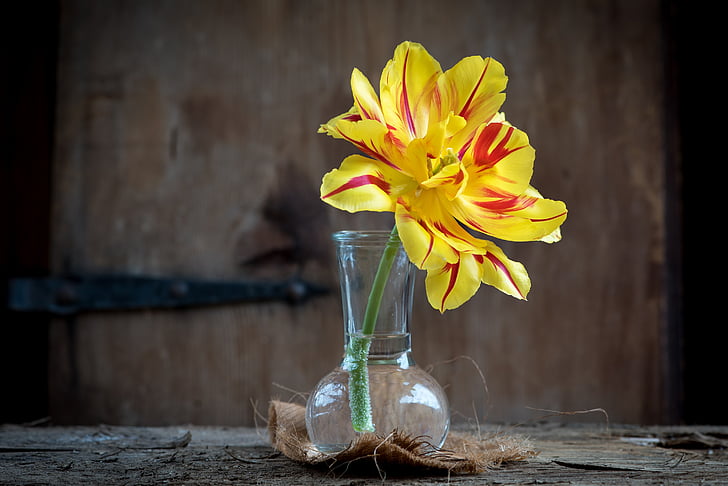 tulip, flower, blossom, bloom, yellow red, vase, glass
