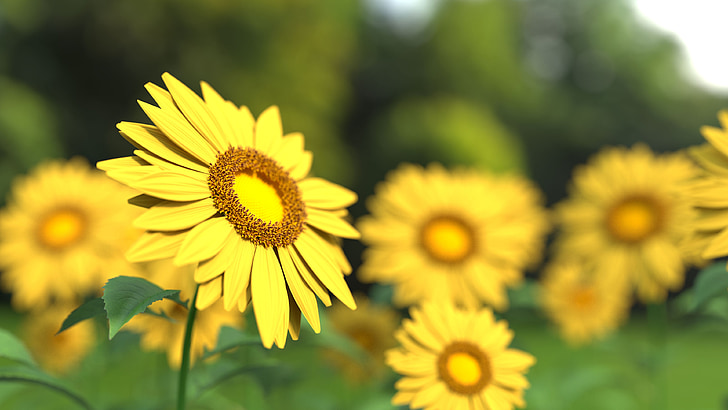 sunflower, flower, nature, yellow, sunflower field, agriculture, summer flowers