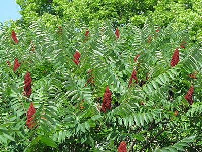 staghorn sumac, rhus typhina, rhus hirta, ornamental shrub, invasive, moneymore, ontario