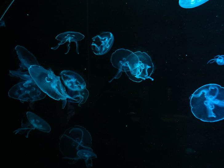 ubur-ubur, air, biru, fluorescense, bawah air, laut, hewan