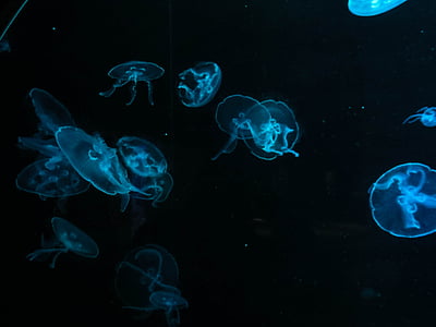 Medūzas, ūdens, zila, fluorescense, zemūdens, okeāns, dzīvnieku
