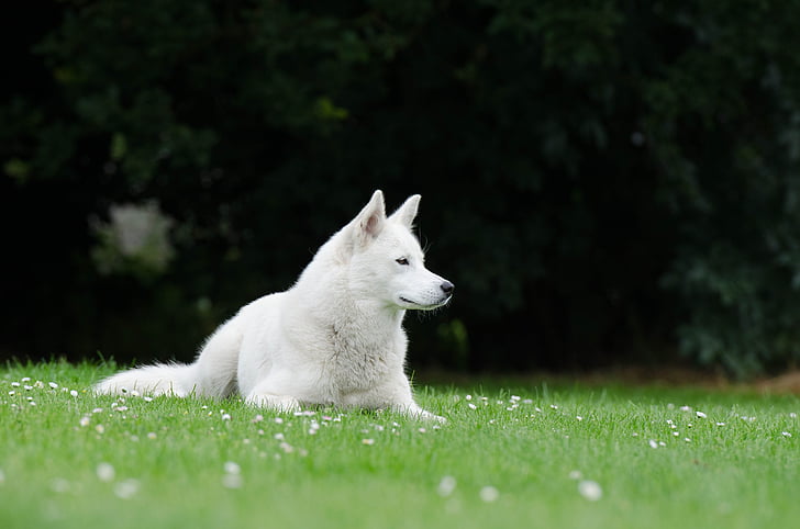 Husky, che si trova, prato, estate, bianco, occhio azzurro, animale