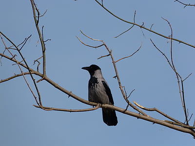 crow, branch, tree, bird, kahl