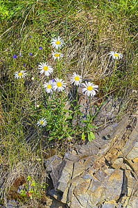 Daisy, Natura, kwiat, roślina, kamień, piękne, betonu