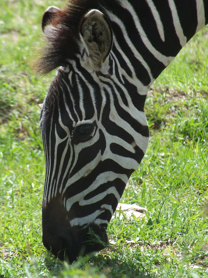 zebra, head, africa, animal, striped, portrait